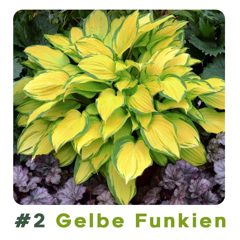 🌱 100 Gemischte Funkien Jardin Stauden Lilie Blumensamen 🇩🇪 In Deutschland angebaut