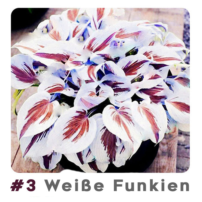 🌱 100 Gemischte Funkien Jardin Stauden Lilie Blumensamen 🇩🇪 In Deutschland angebaut
