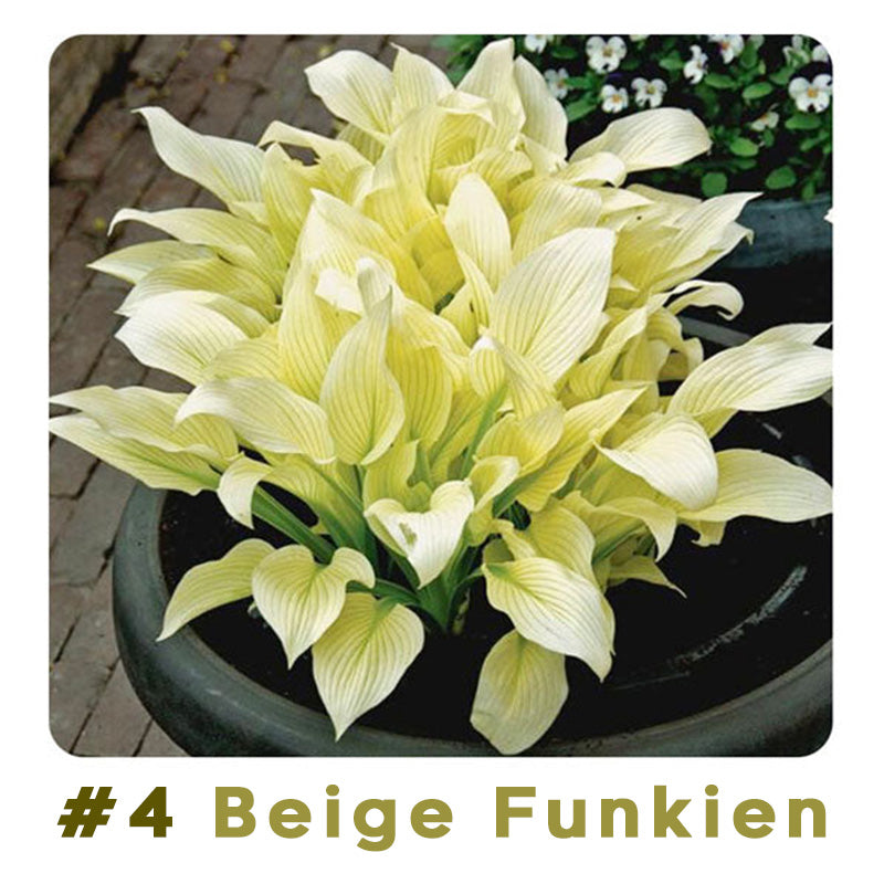 🌱 100 Gemischte Funkien Jardin Stauden Lilie Blumensamen 🇩🇪 In Deutschland angebaut
