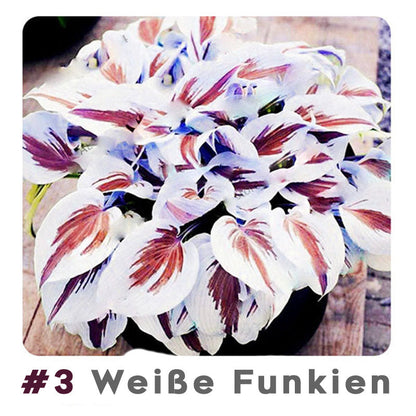 🌱 100 Gemischte Funkien Jardin Stauden Lilie Blumensamen 🇩🇪 In Deutschland angebaut